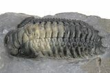 Crotalocephalina Trilobite With Reedops - Atchana, Morocco #226588-3